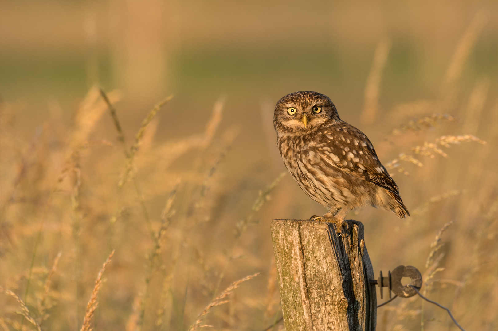 Athene noctua - Steinkauz