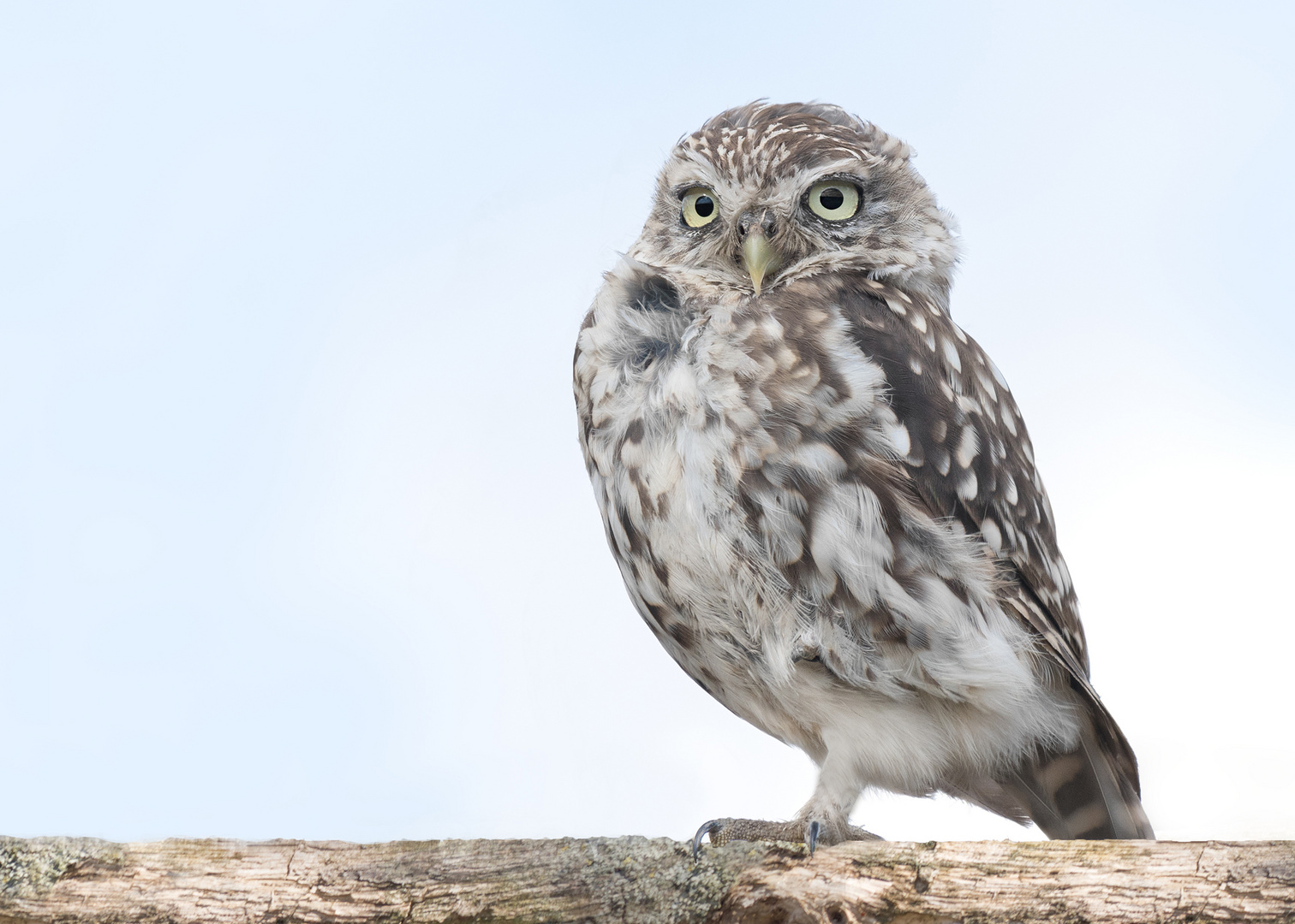 Athene noctua - Steinkauz