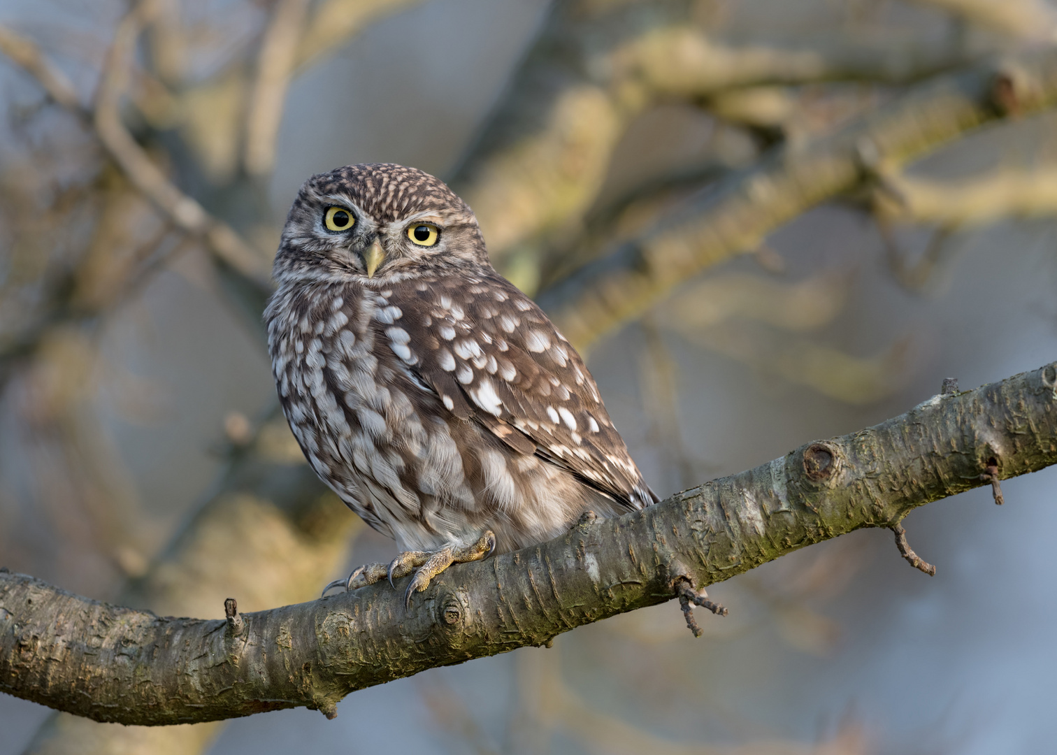 Athene noctua - Steinkauz