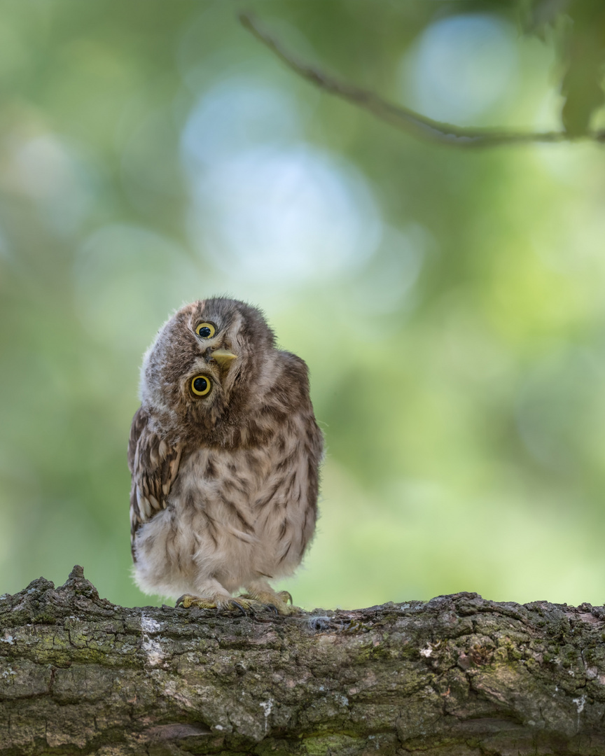 Athene noctua - Steinkauz