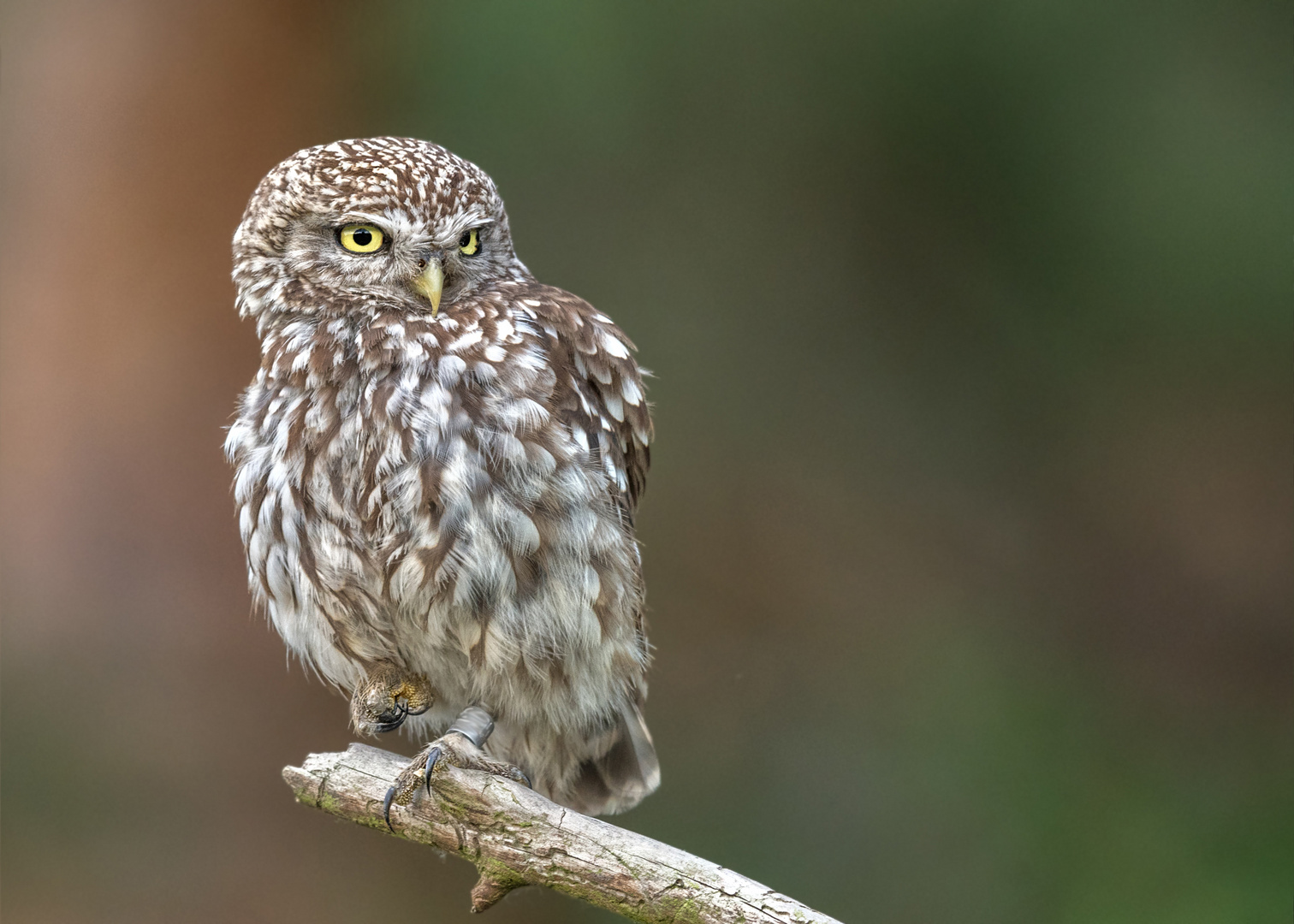 Athene noctua - Steinkauz