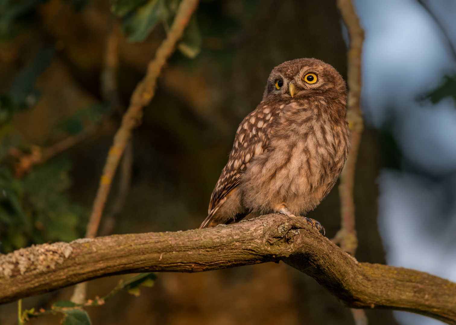 Athene noctua - Steinkauz