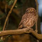 Athene noctua - Steinkauz