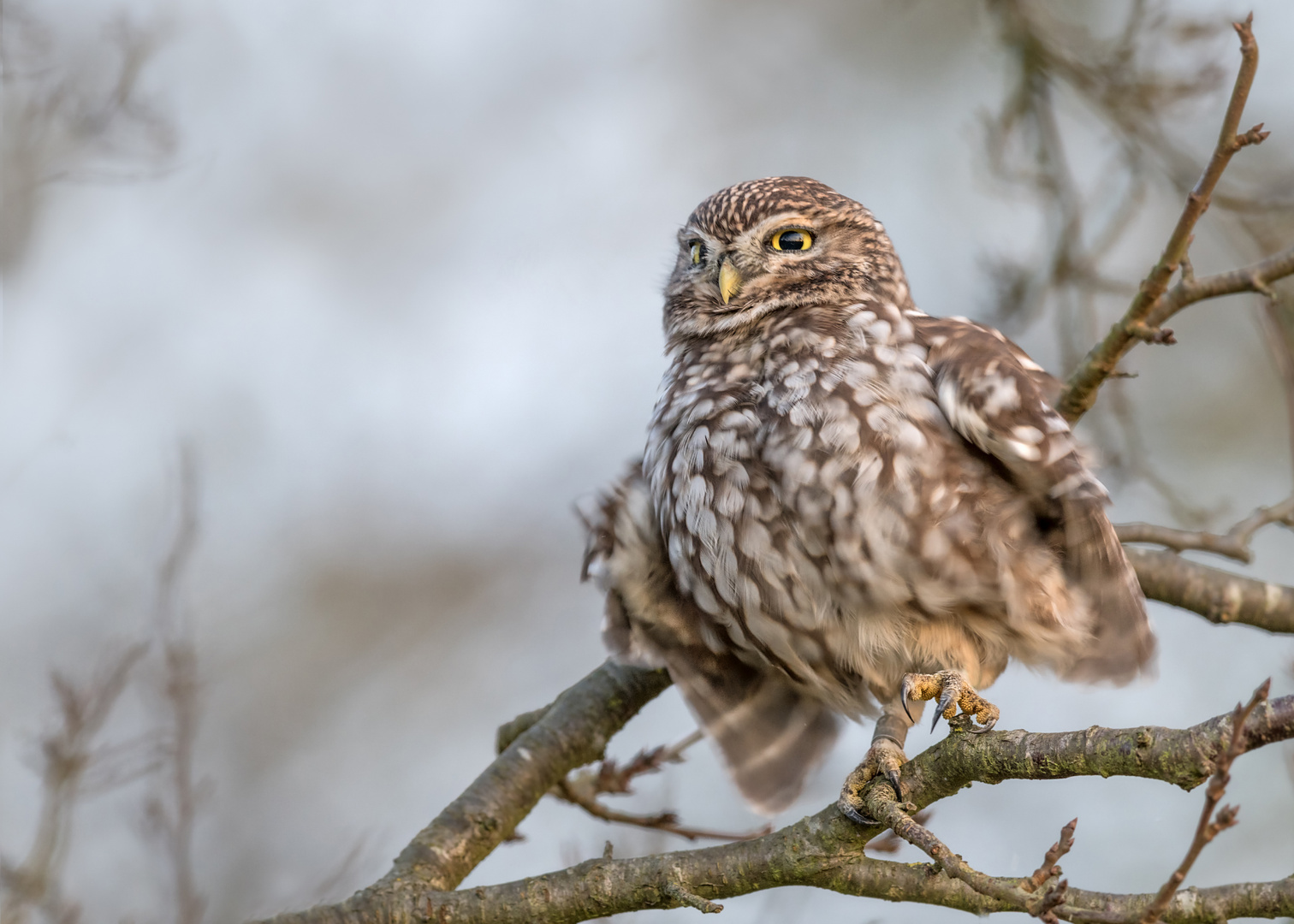 Athene noctua - Steinkauz