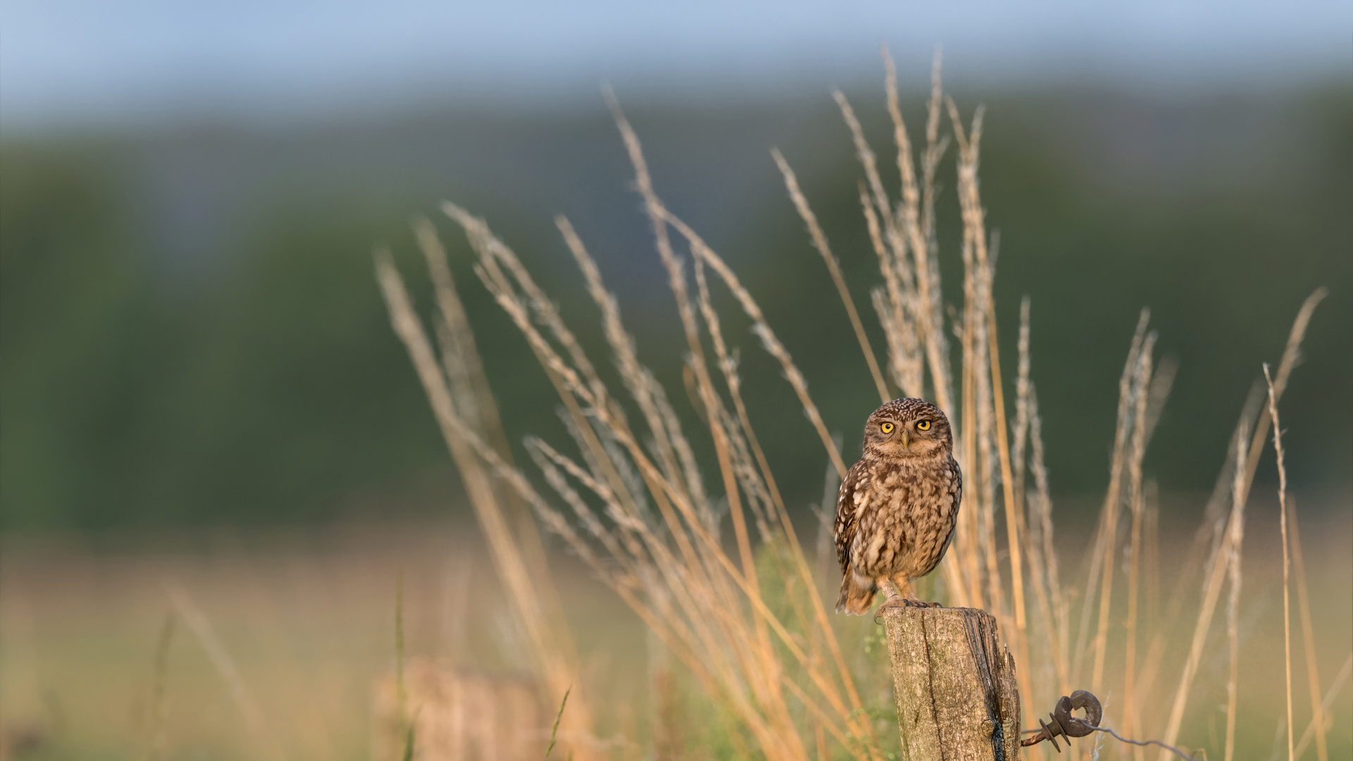 Athene noctua - Steinkauz