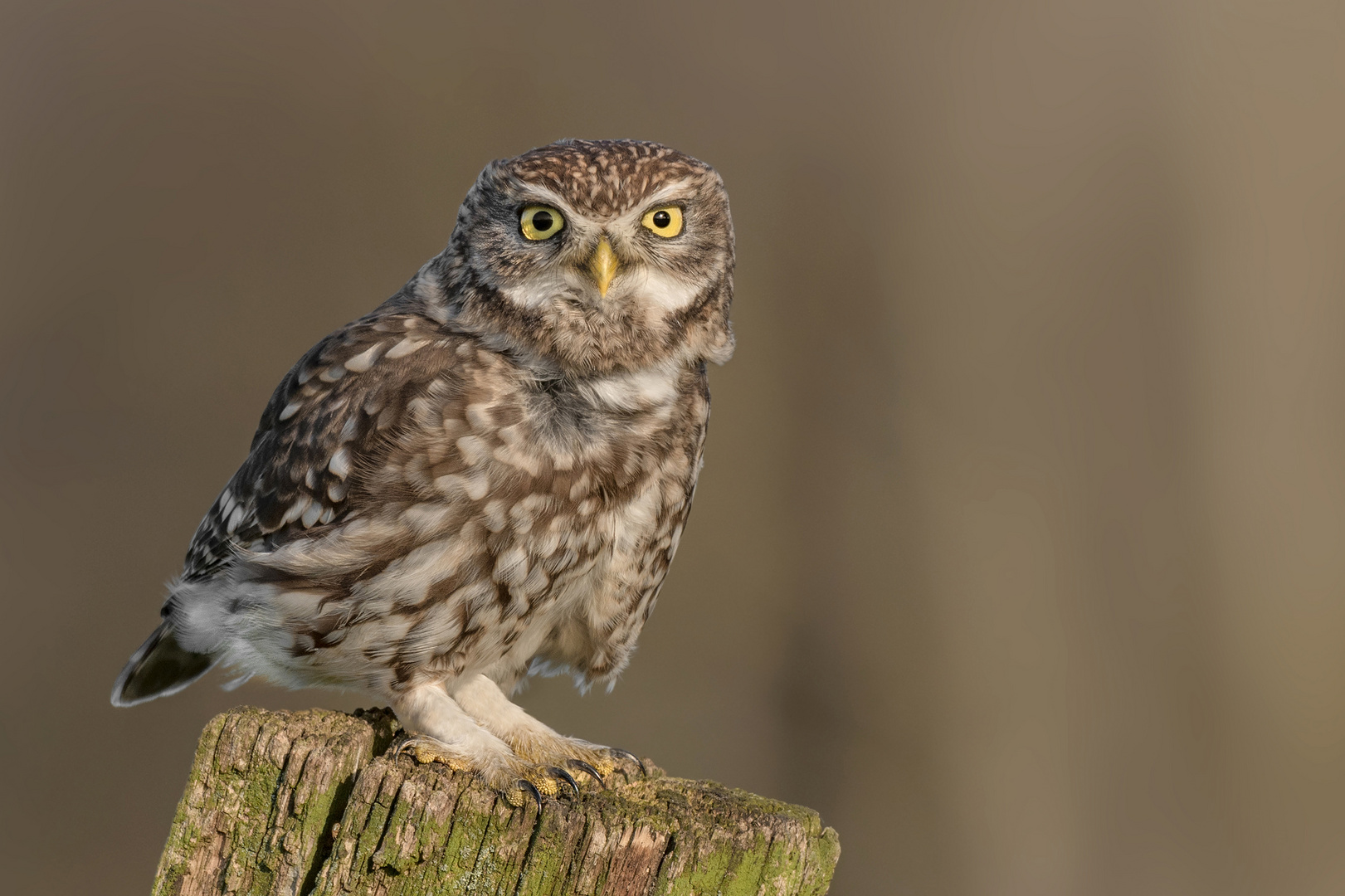 Athene noctua - Steinkauz