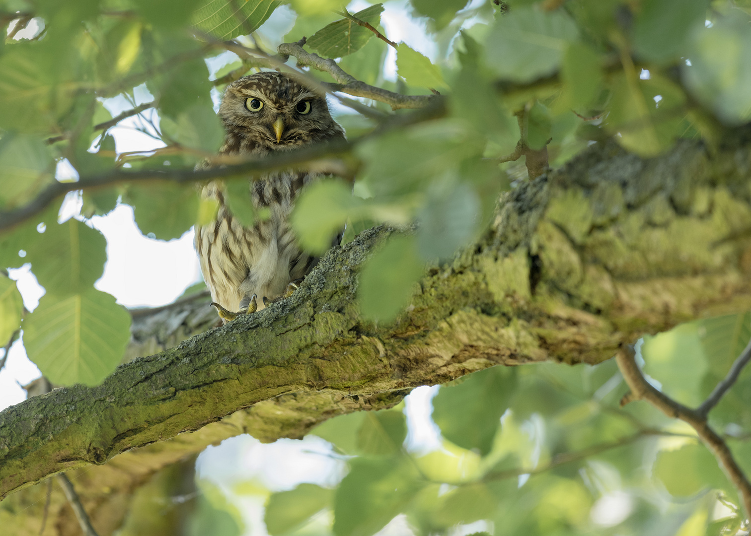 Athene noctua - Steinkauz