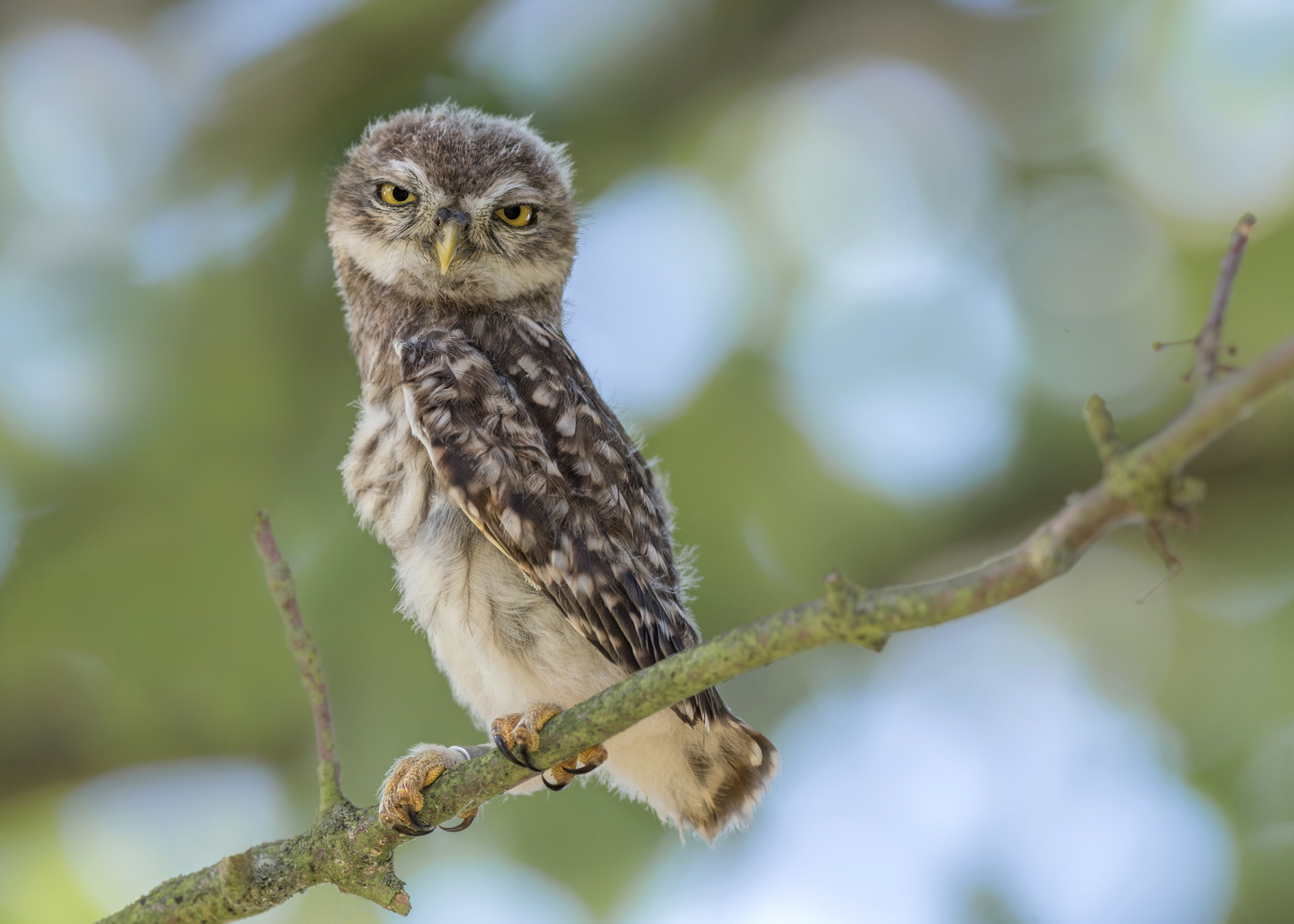 Athene noctua - Steinkauz