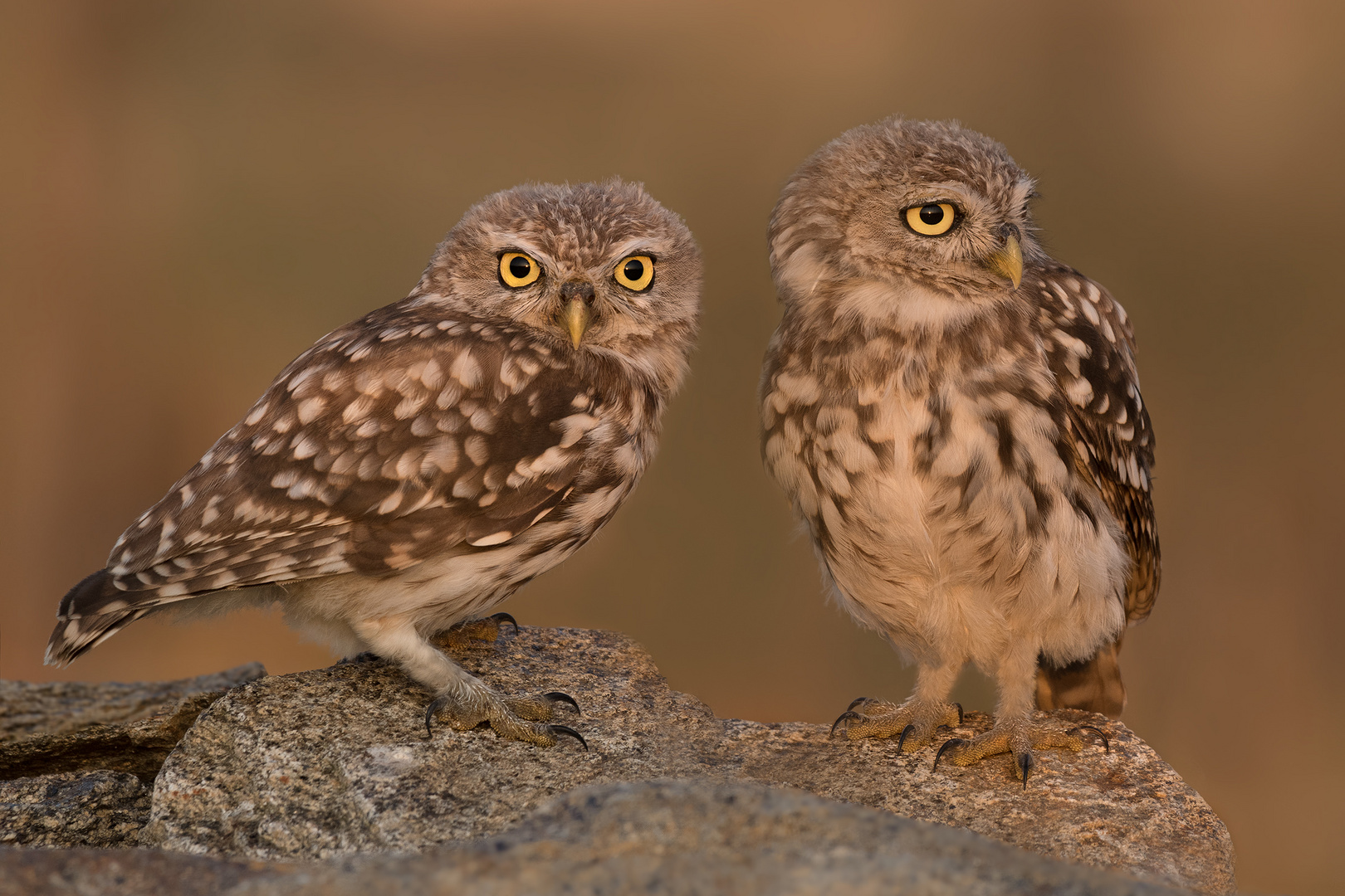 Athene noctua - Steinkauz