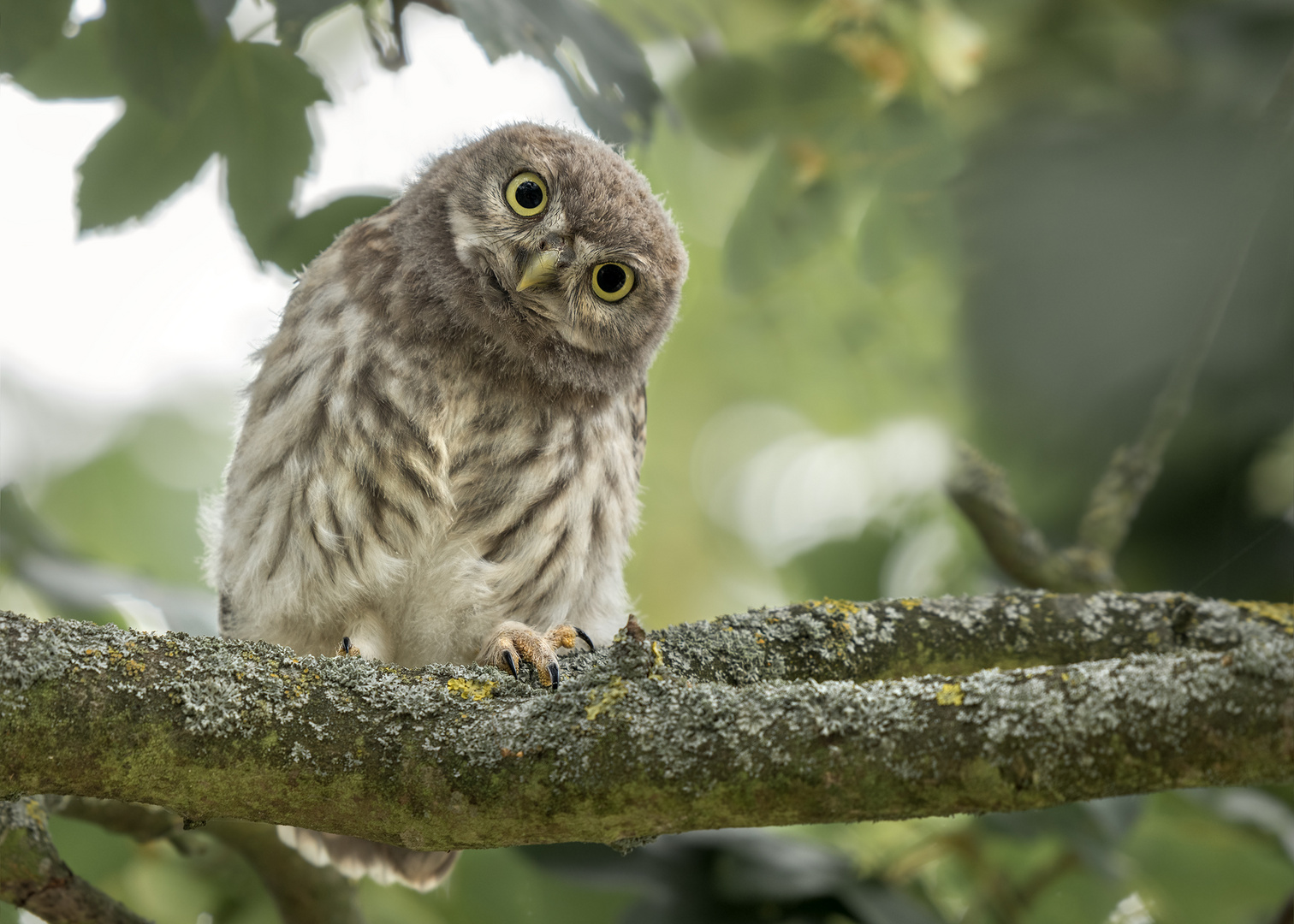 Athene noctua - Steinkauz