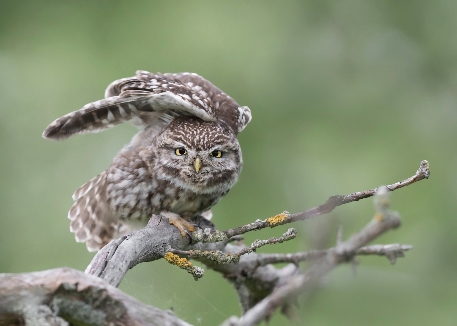 Athene noctua - Steinkauz