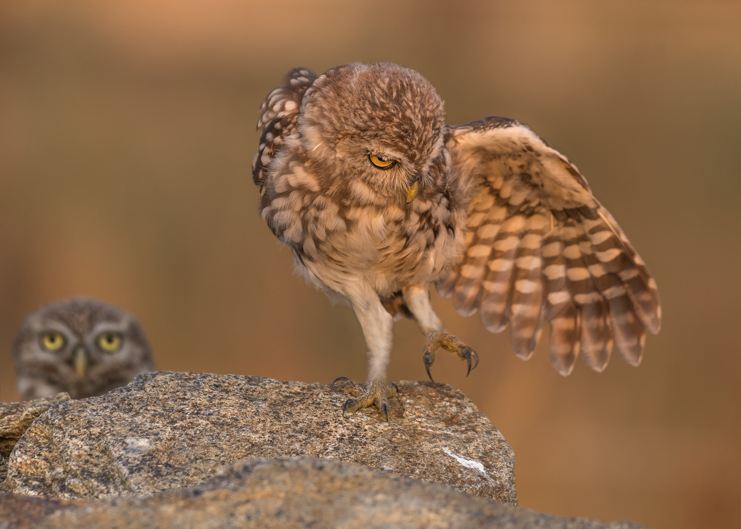 Athene noctua - Steinkauz