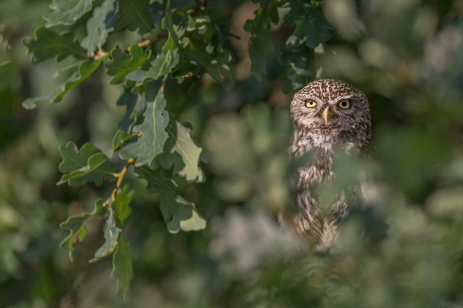 Athene noctua - Steinkauz