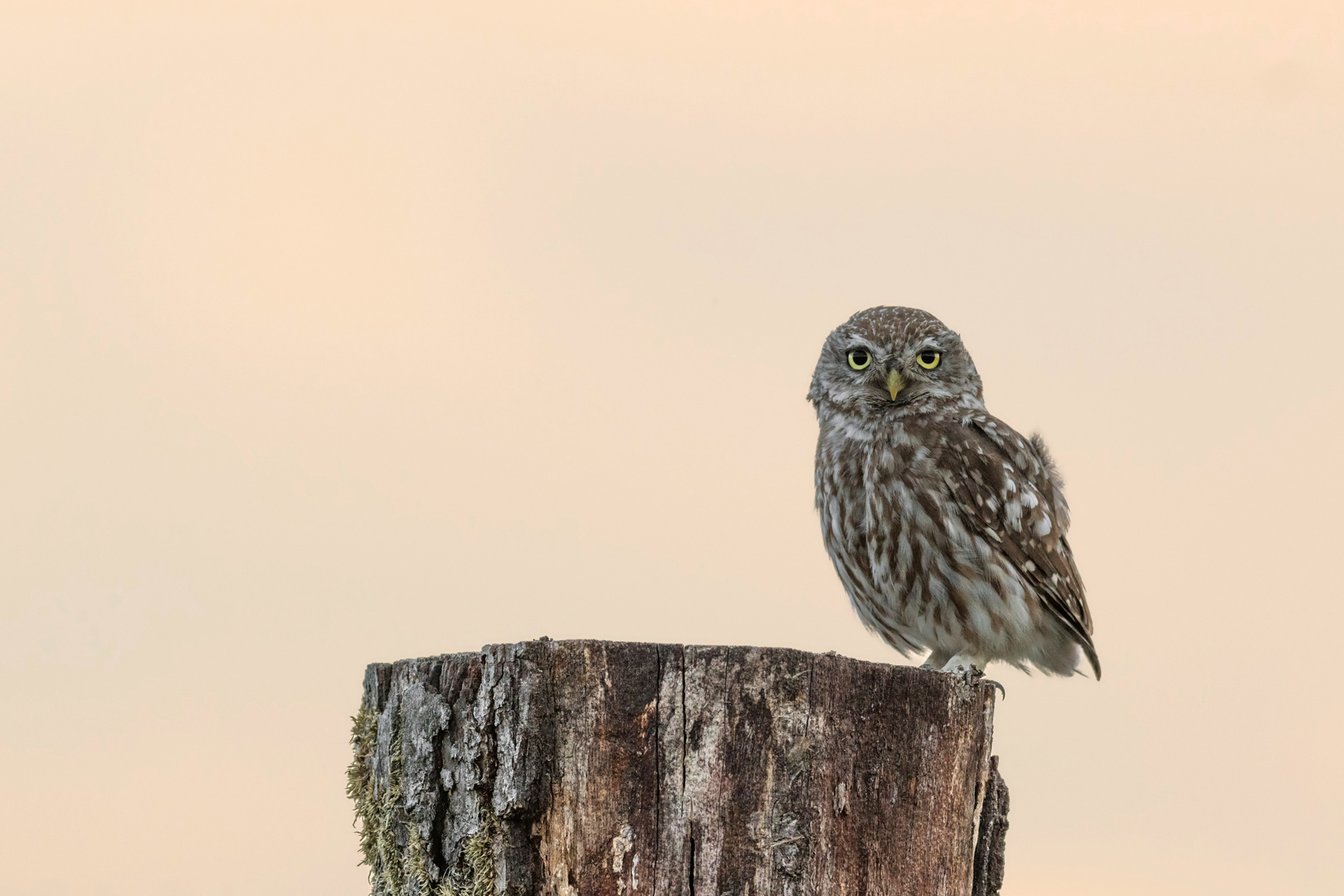 Athene noctua - Steinkauz