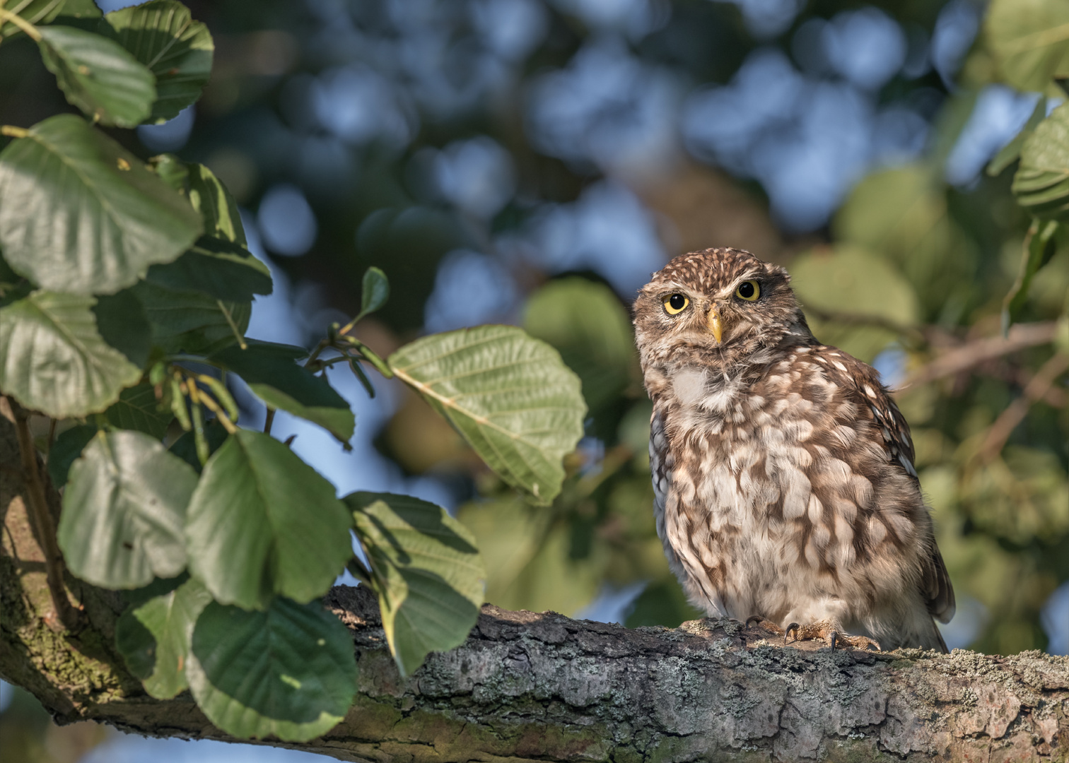 Athene noctua - Steinkauz