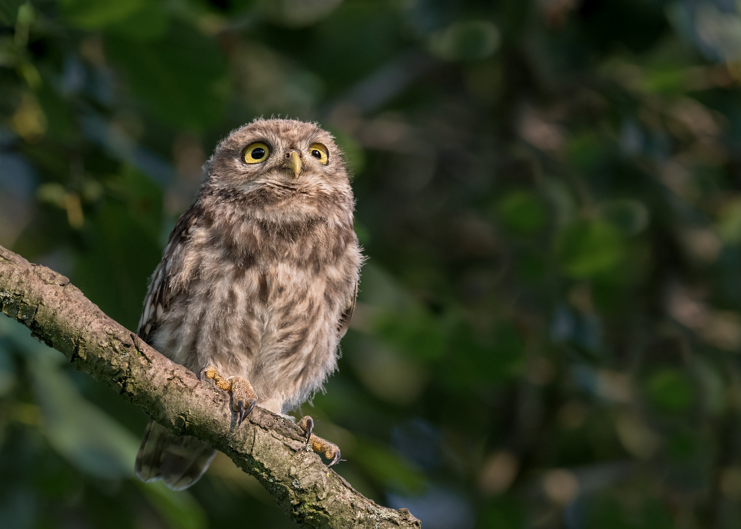 Athene noctua - Steinkauz