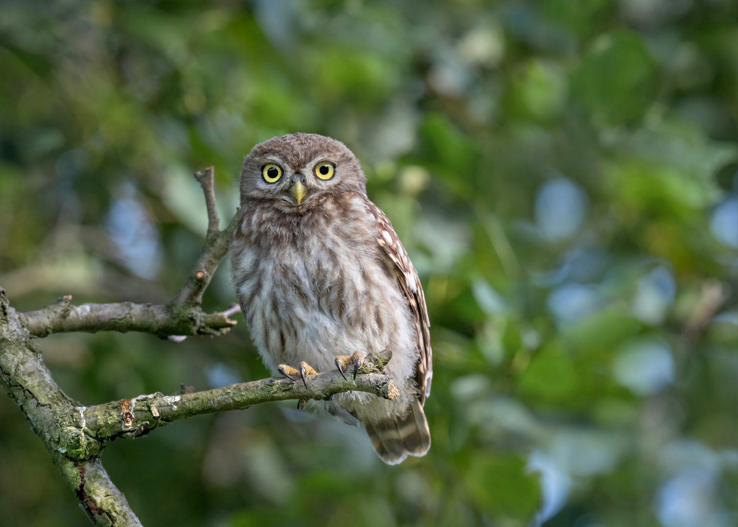 Athene noctua - Steinkauz