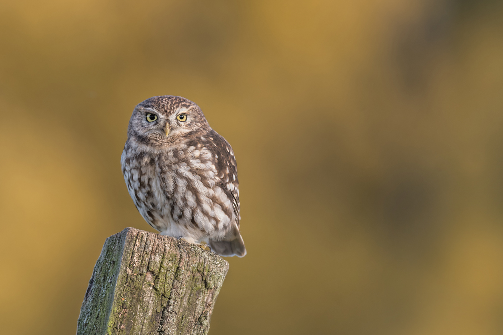 Athene noctua - Steinkauz