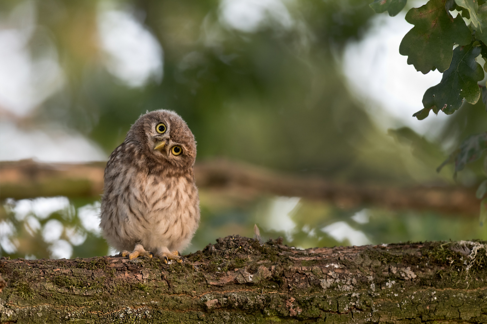 Athene noctua - Steinkauz