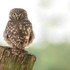 Athene noctua - Steinkauz