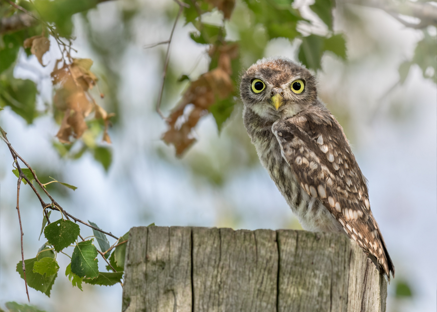 Athene noctua - Steinkauz