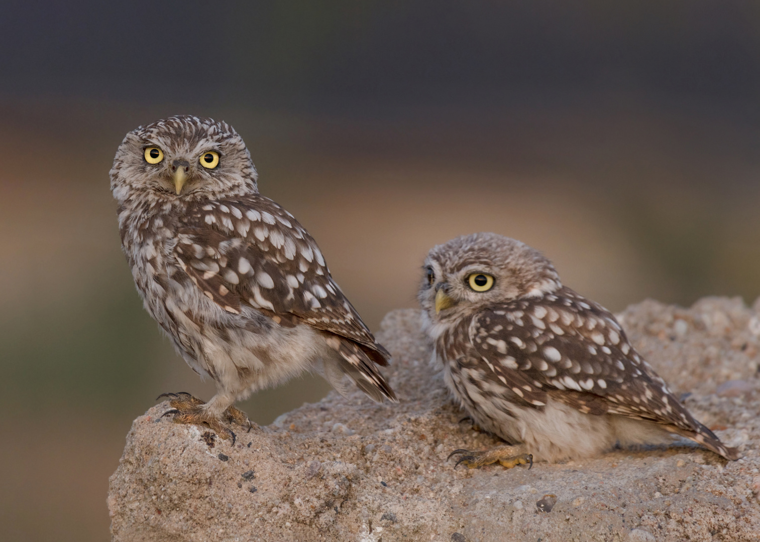 Athene noctua - Steinkauz