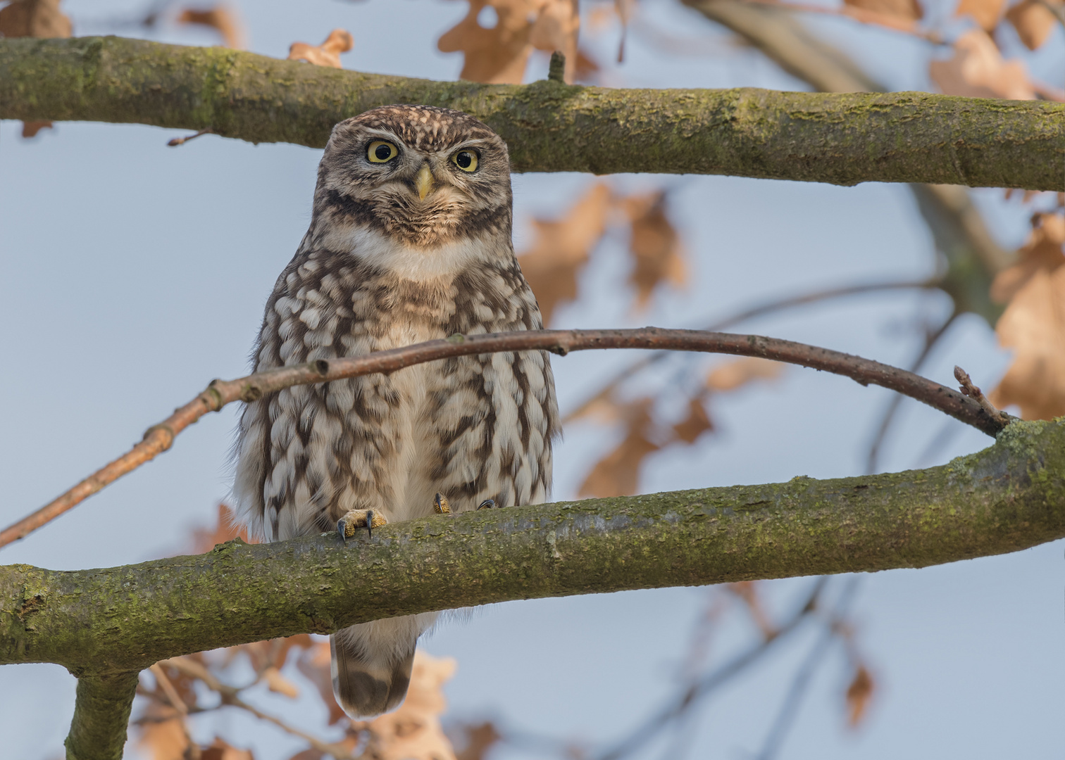 Athene noctua - Steinkauz