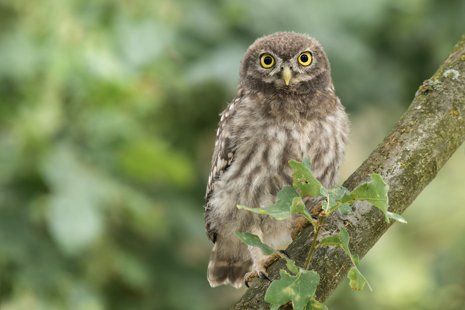 Athene noctua - Steinkauz