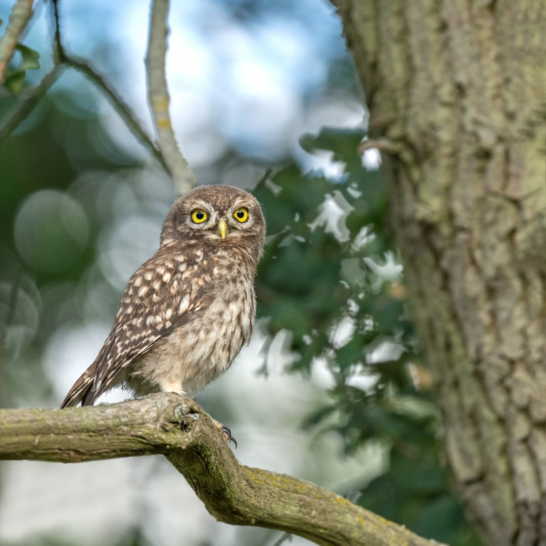 Athene noctua - Steinkauz