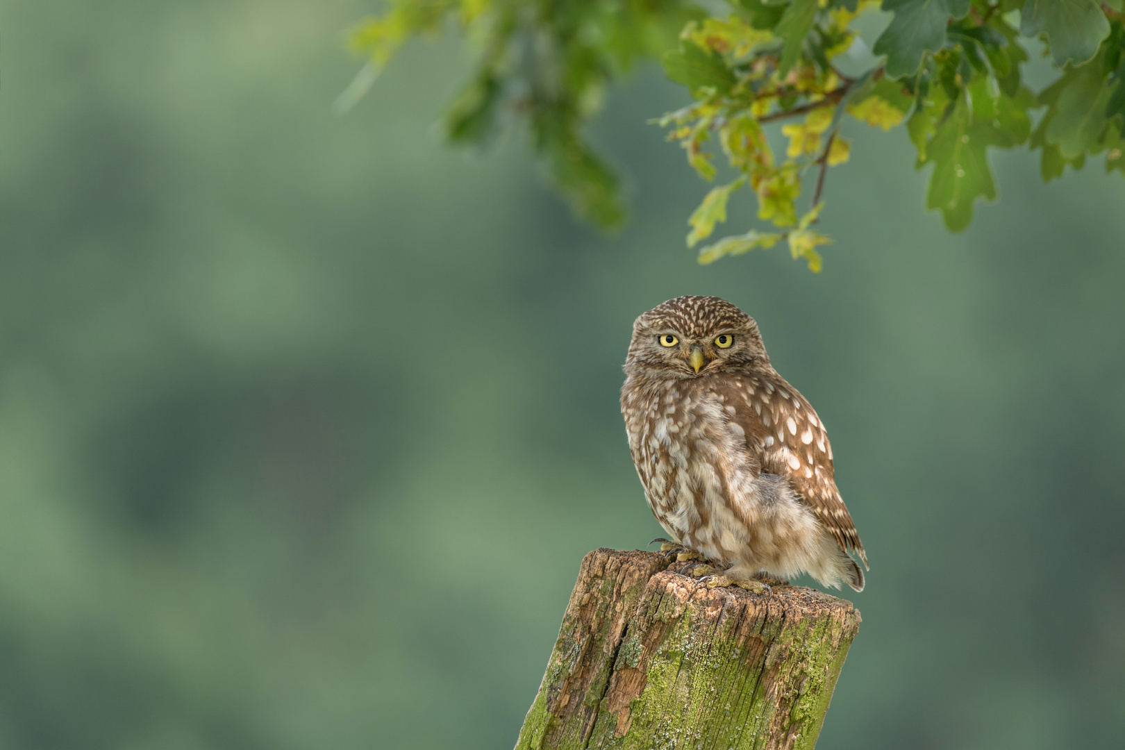 Athene noctua - Steinkauz