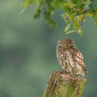 Athene noctua - Steinkauz