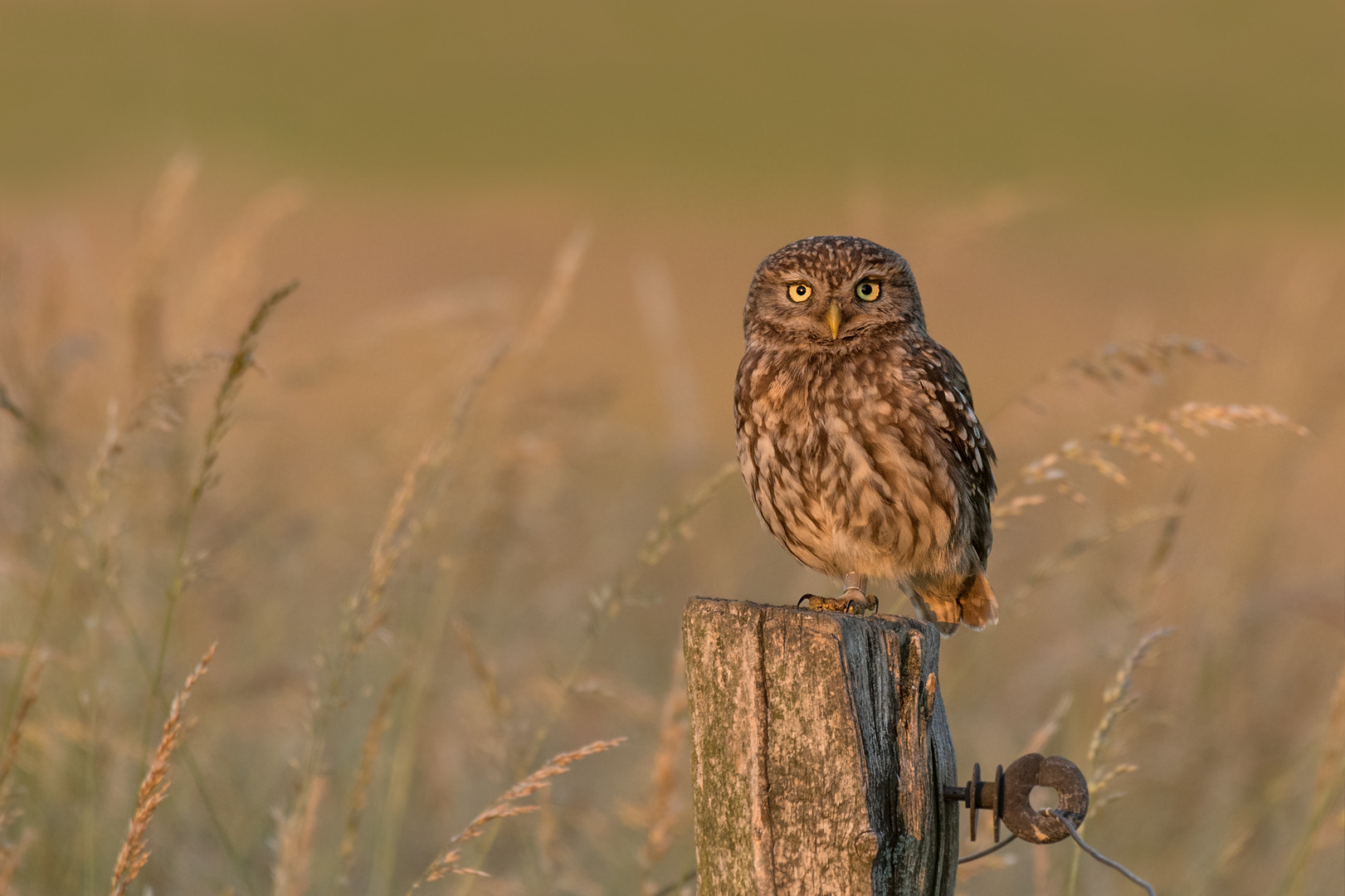 Athene noctua - Steinkauz