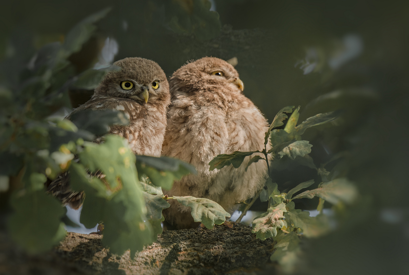 Athene noctua - Steinkauz