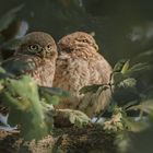 Athene noctua - Steinkauz