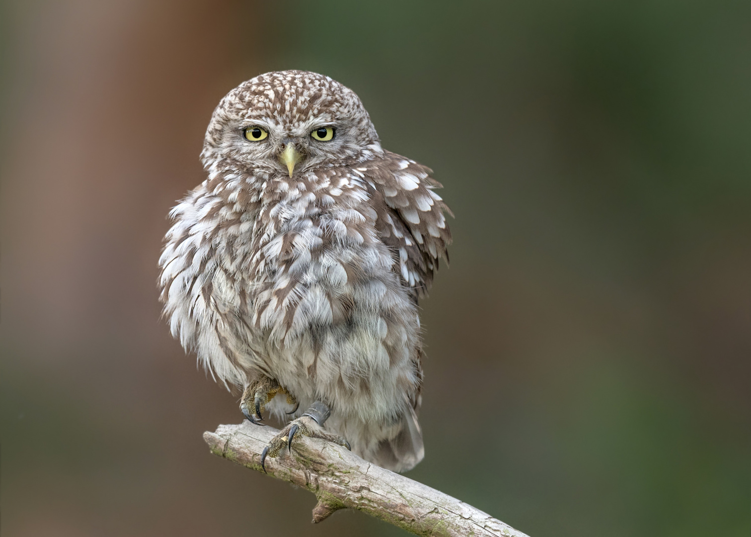 Athene noctua - Steinkauz