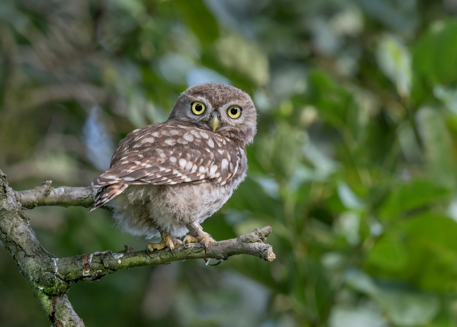 Athene noctua - Steinkauz