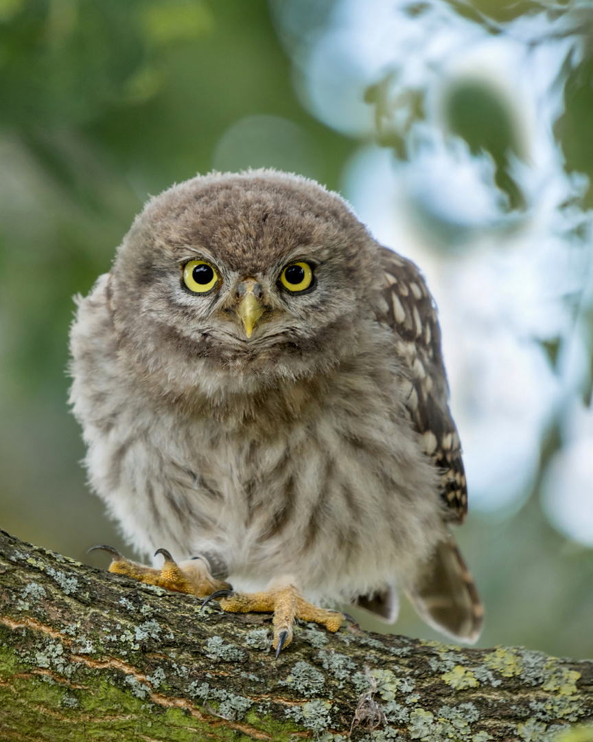 Athene noctua - Steinkauz