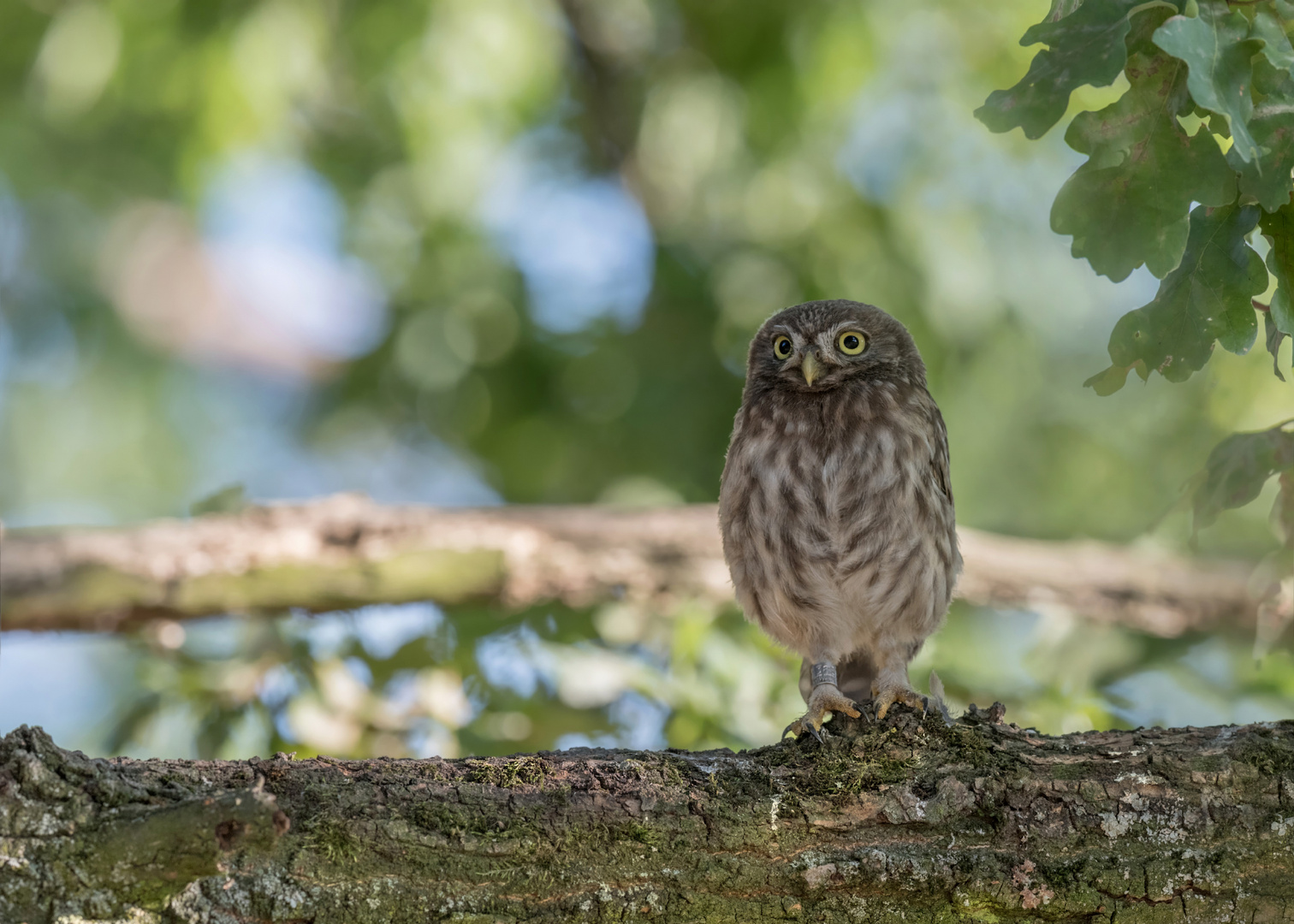 Athene noctua - Steinkauz