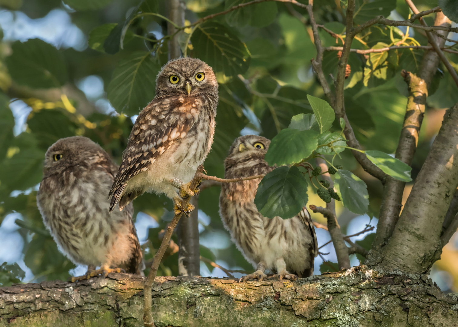 Athene noctua - Steinkauz