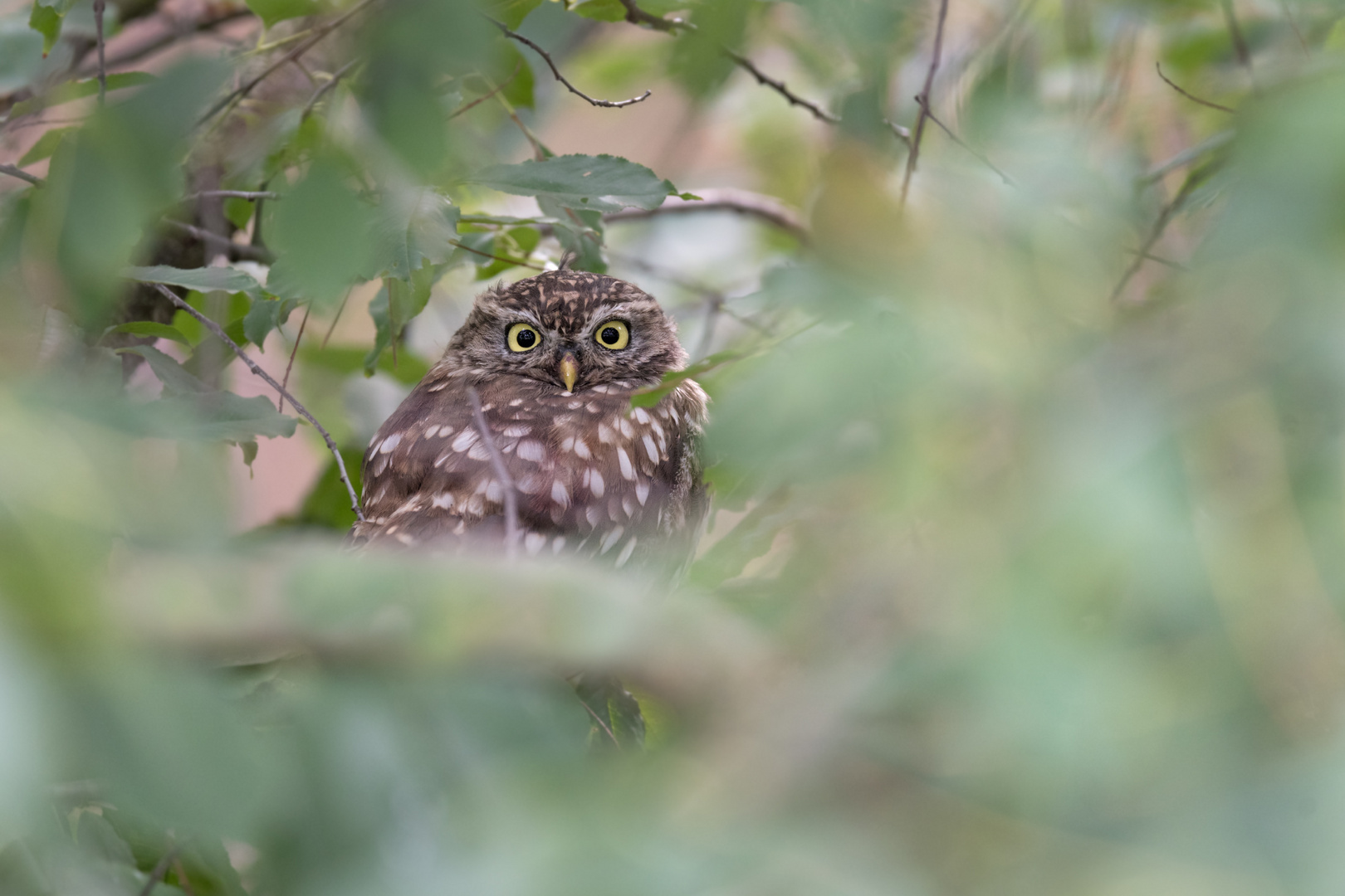 Athene noctua - Steinkauz