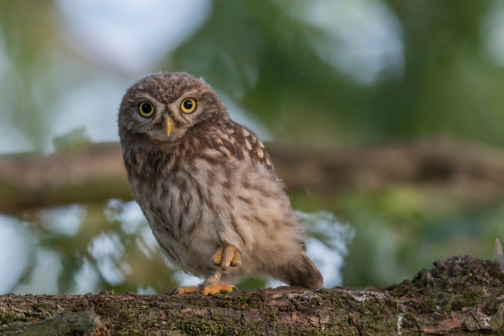 Athene noctua - Steinkauz