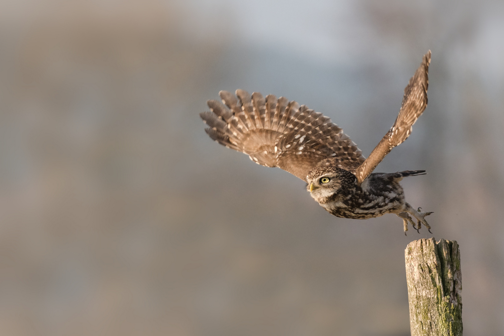 Athene noctua - Steinkauz