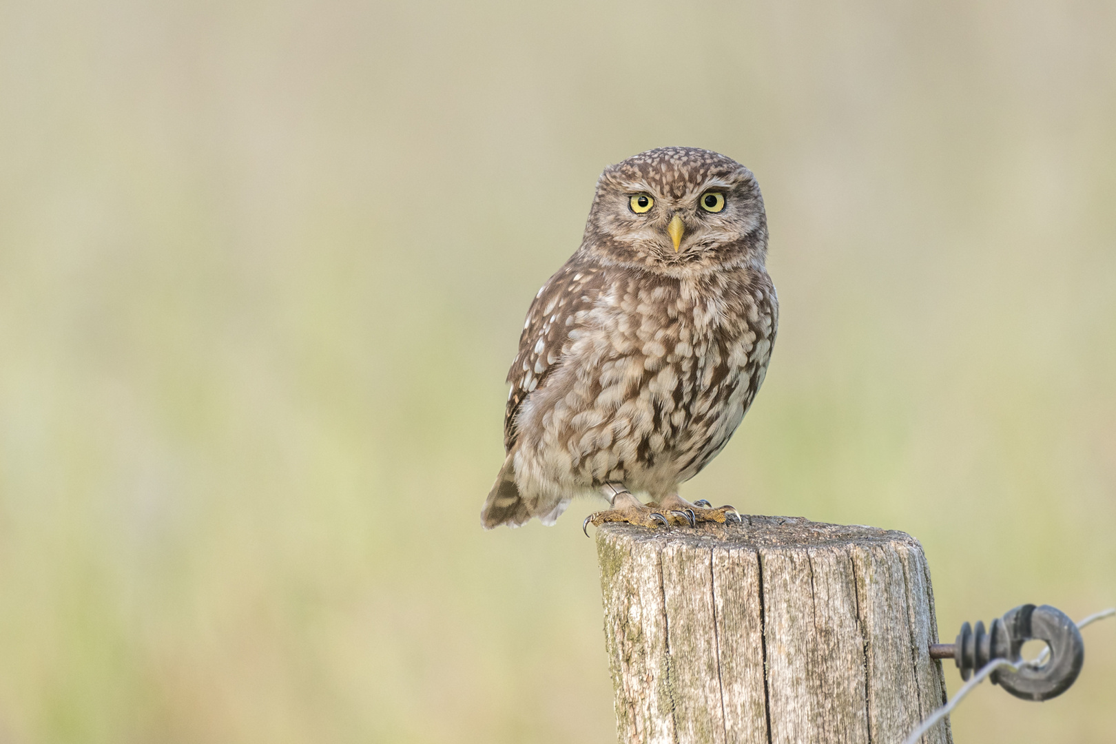 Athene noctua - Steinkauz