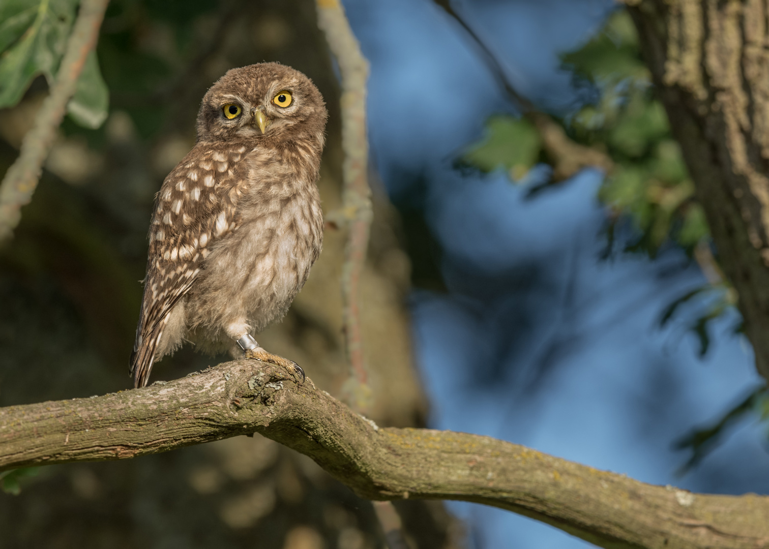 Athene noctua - Steinkauz