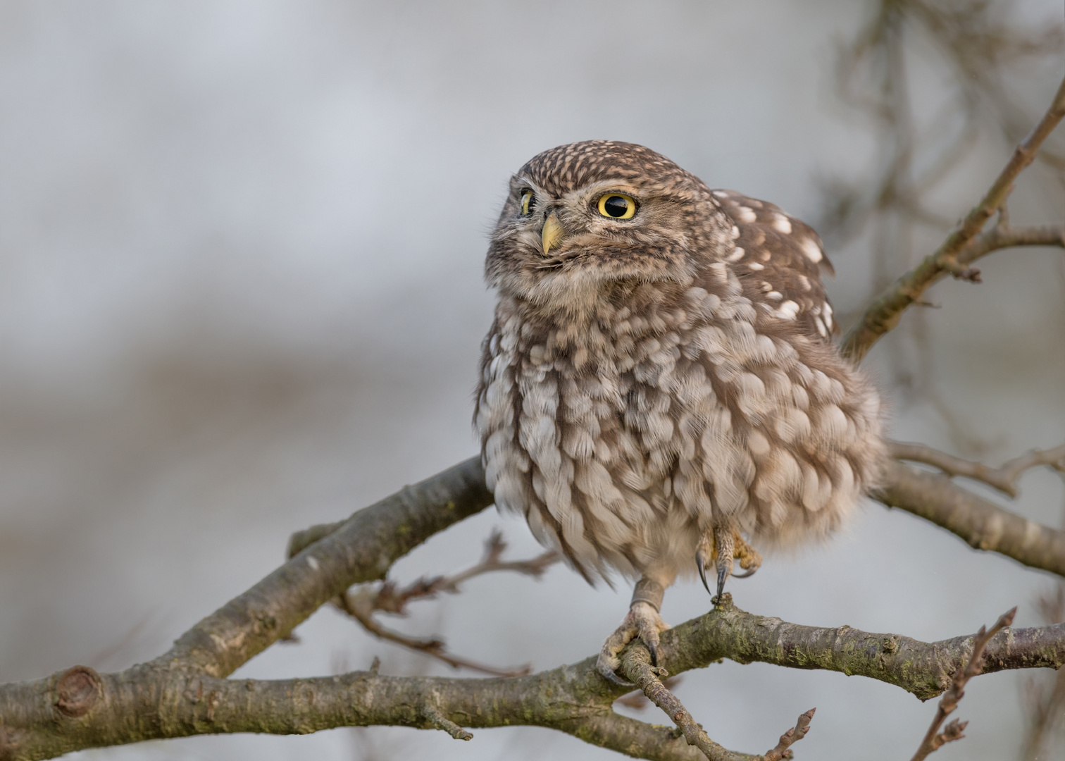 Athene noctua - Steinkauz