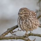 Athene noctua - Steinkauz