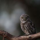 Athene noctua - Steinkauz