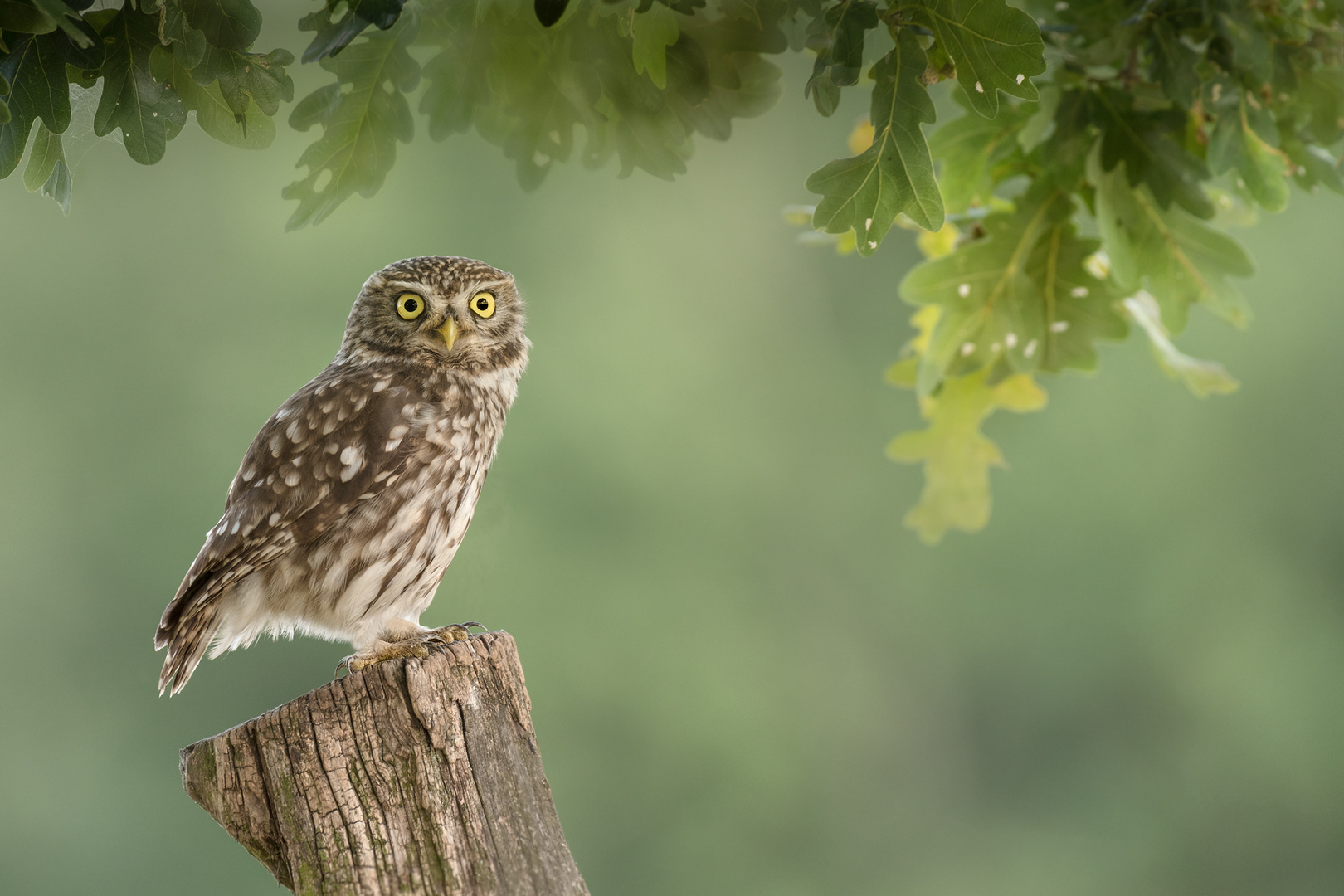 Athene noctua - Steinkauz