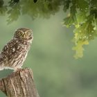 Athene noctua - Steinkauz