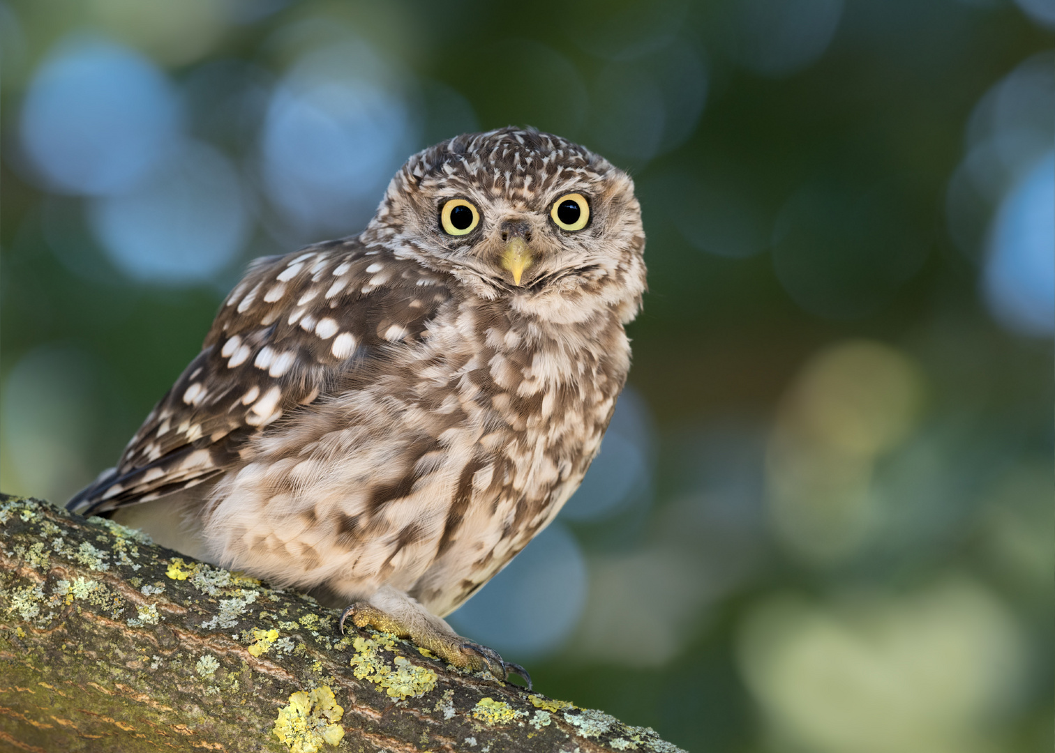 Athene noctua - Steinkauz